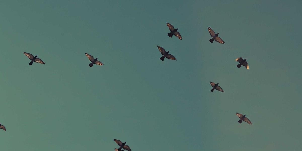 DNS Troubleshooting: The One Tool I Use More Than Anything Else